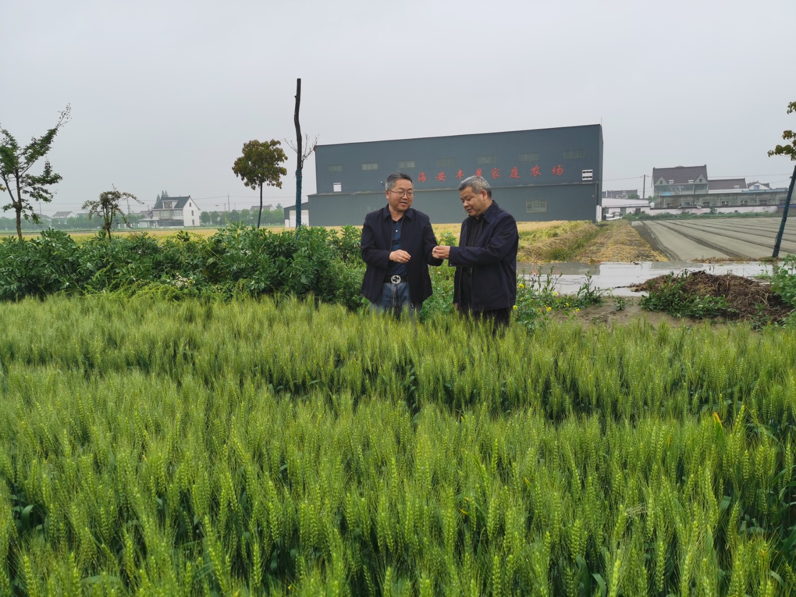 在海安市作栽站负责人陪同下,先后考察了海安五一家庭农场,俞万家庭