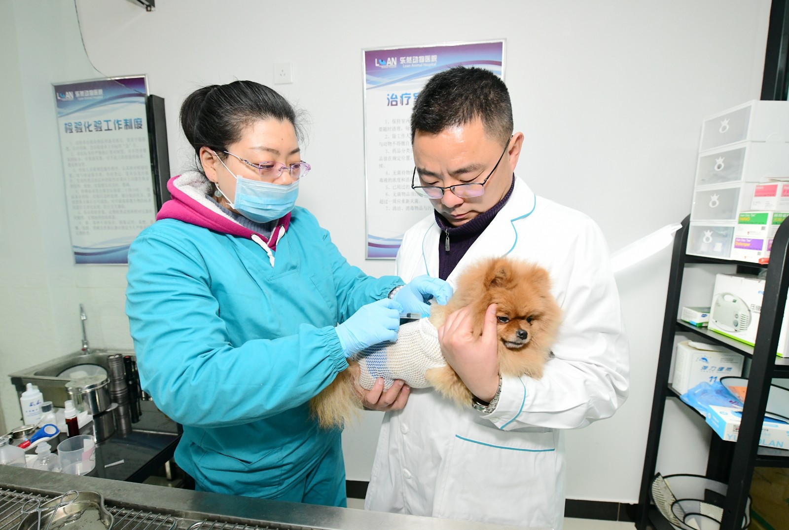 1 陈景平正在诊疗室里为一只被大型犬咬伤的宠物狗打针。.JPG