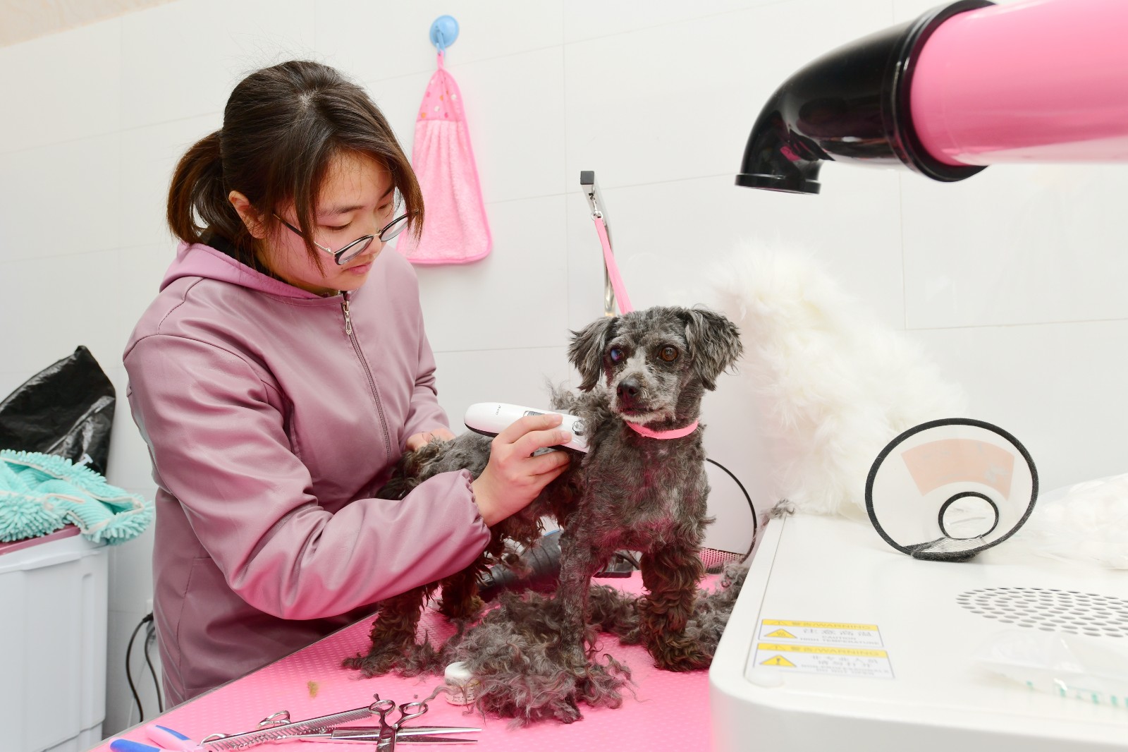 5 陈景平创办的乐然动物医院美容师正在为宠物犬剃毛.JPG