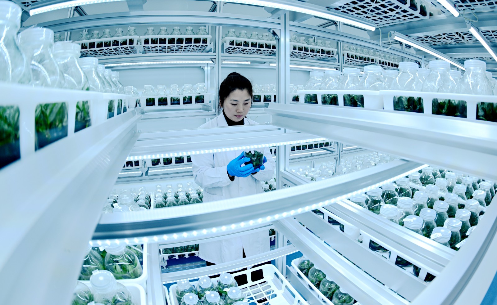 1 在培养间里观察蝴蝶兰苗在瓶内扩量、长个、生根等情况.JPG